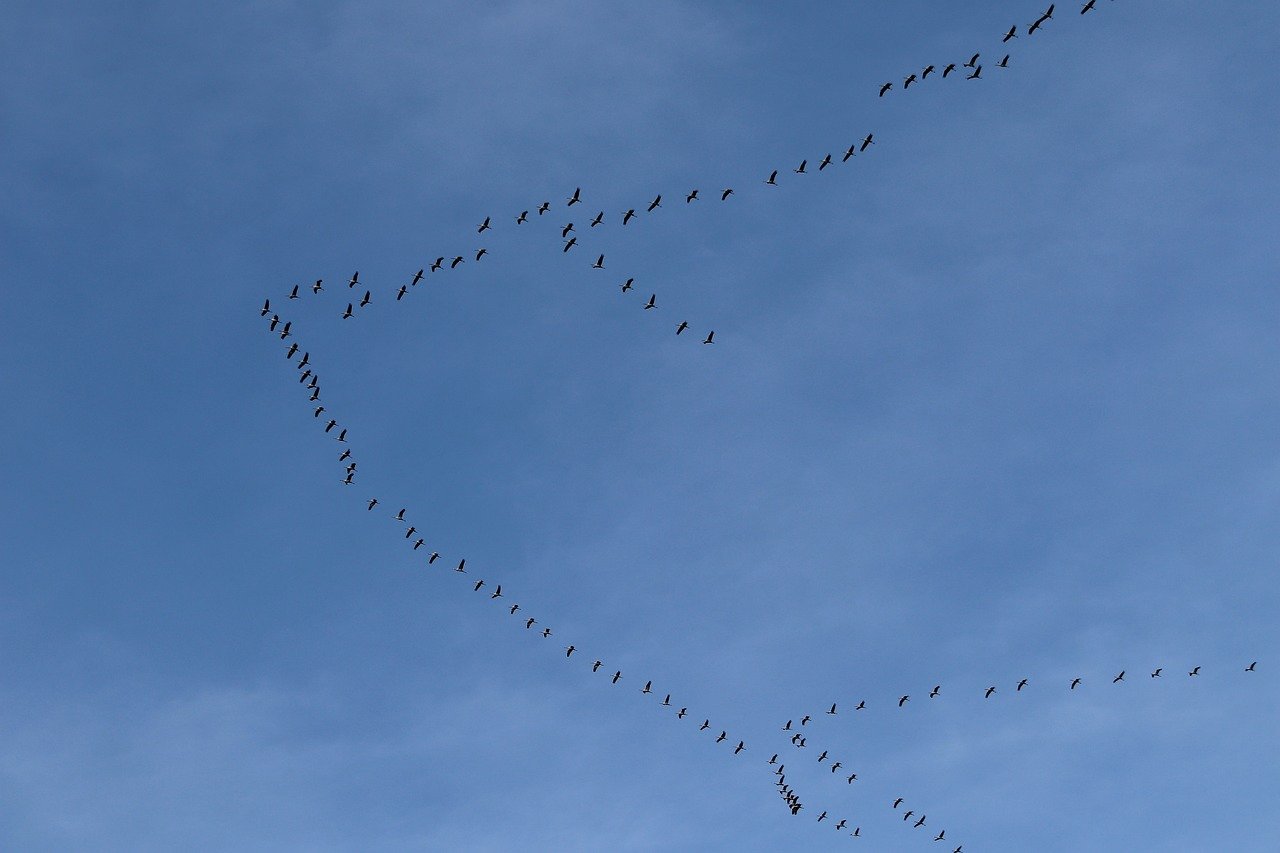 Zugvögel ziehen in den Süden