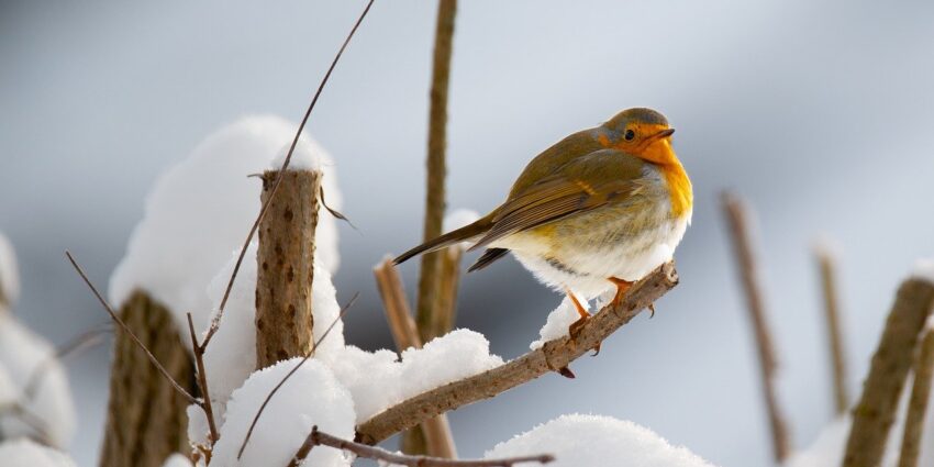 Rotkelchen im Winter